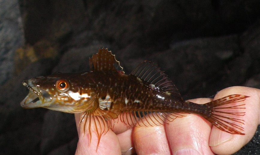 何という魚ですか？ ちなみに食べられますか。