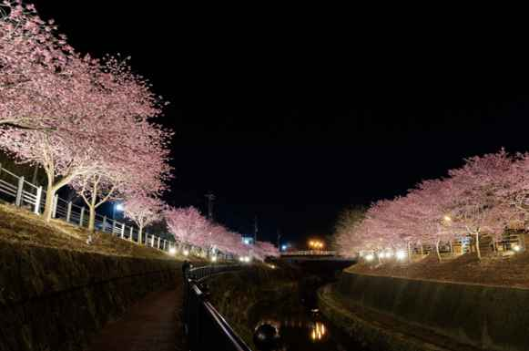 昼の桜より夜の桜のほうが好きですか？