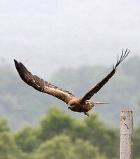 鳶 鷹 鷲 サシバ コンドル ハヤブサ イーグル違いを知りたい クジラとイル Yahoo 知恵袋