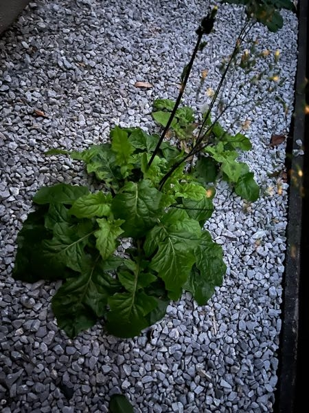 この植物はノゲシですか？