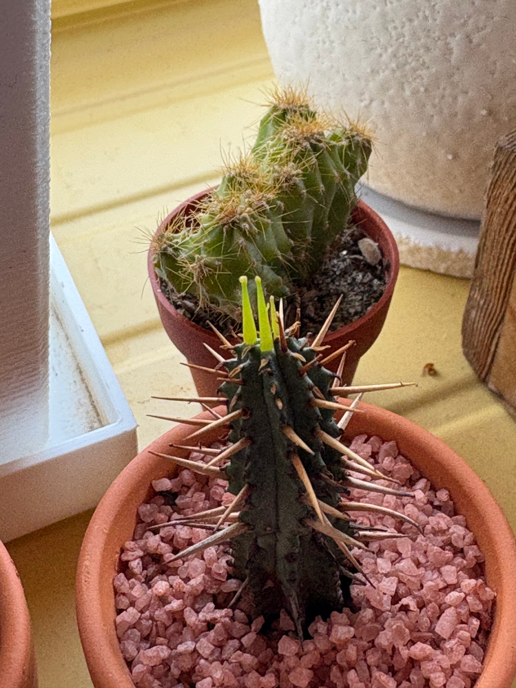 サボテンについて質問です。先端から黄緑のが生えてきたのですが、放っ