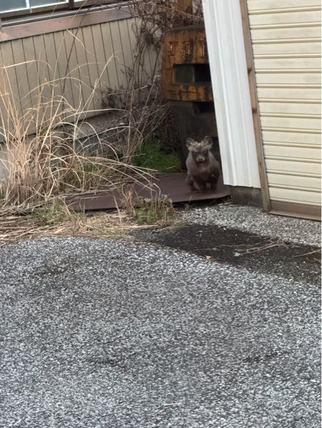 今日帰り道に謎の動物がいました。これは何の動物ですか？詳しい方教えてください！