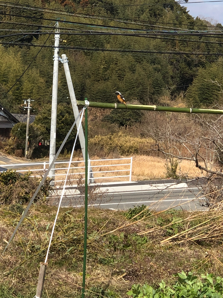 この鳥の名前はなんでしょうか。 我が家の畑でよく見ます。人が近づいてもあまり逃げません。 自分で調べてみたところジョウビタキの様な気もしますが、鳥に詳しい方よろしくお願いします。