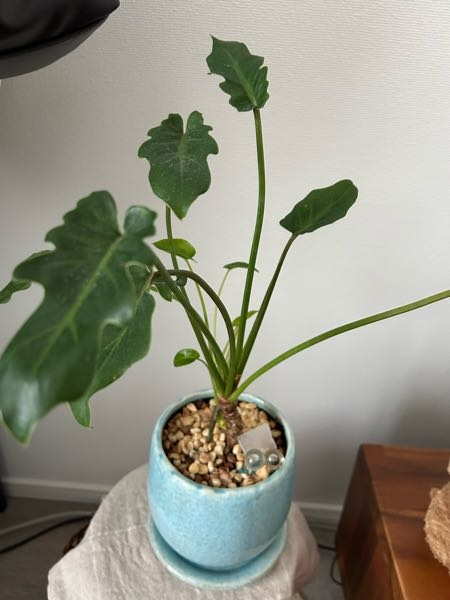 この植物の名前ってなんですか？ 教えてください！！