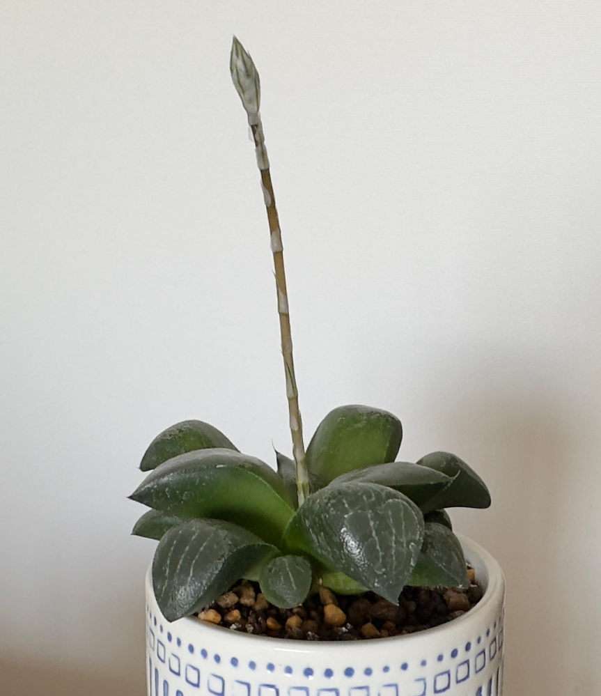 ストロマンテ・トリオスターについて。葉が丸まってきて？困っています。いつ... - Yahoo!知恵袋