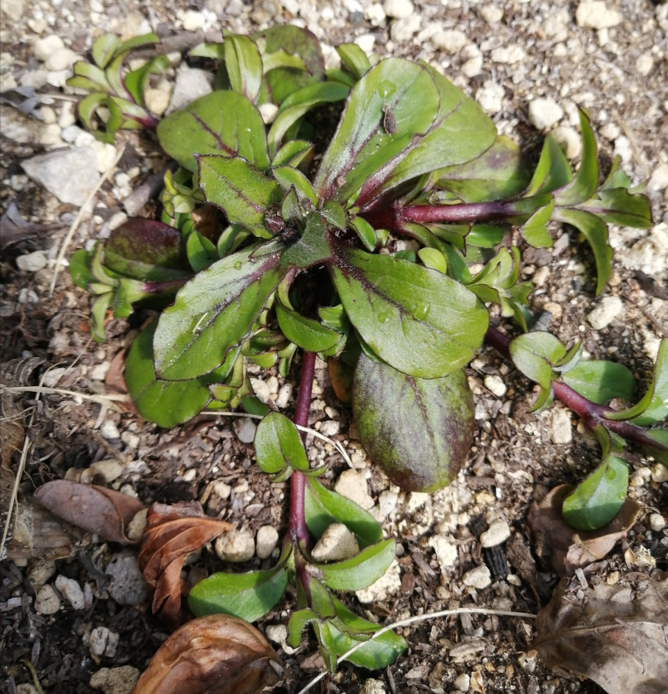 庭に画像のような葉が複数生えてきています。 雑草なのか以前植えた草花のこぼれ種なのか分からず とりあえずそのままにしています。 この植物の名前がわかる方いらっしゃいませんか？