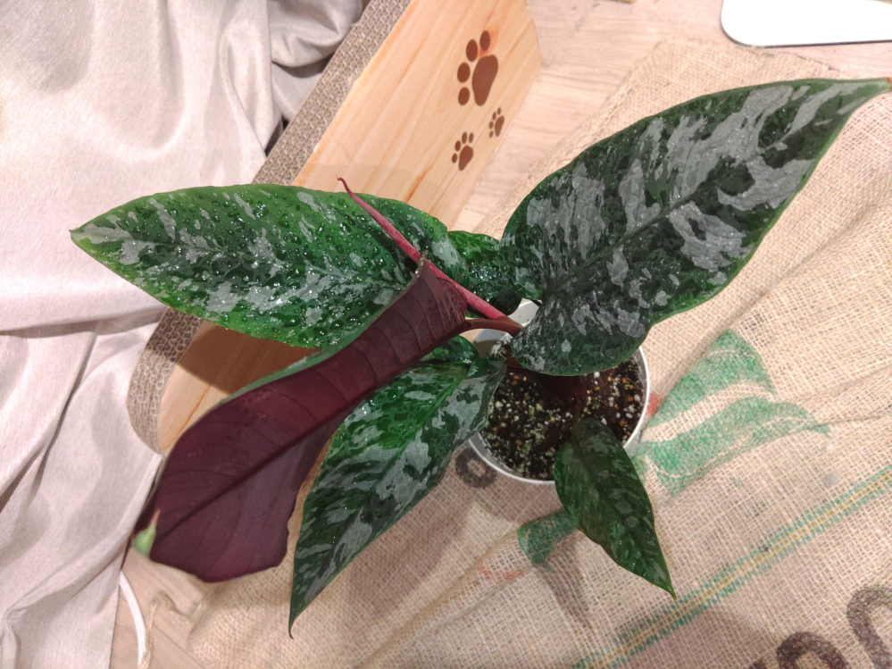 写真の観葉植物につきまして、「アグラオネマ」とだけの値札で購入したのですが、品種名が分かる方がいらっしゃいましたら、ご教示頂ければ幸いです。 葉の表面はピクタムの様にマットな質感で、葉裏・茎は赤紫色をしています。