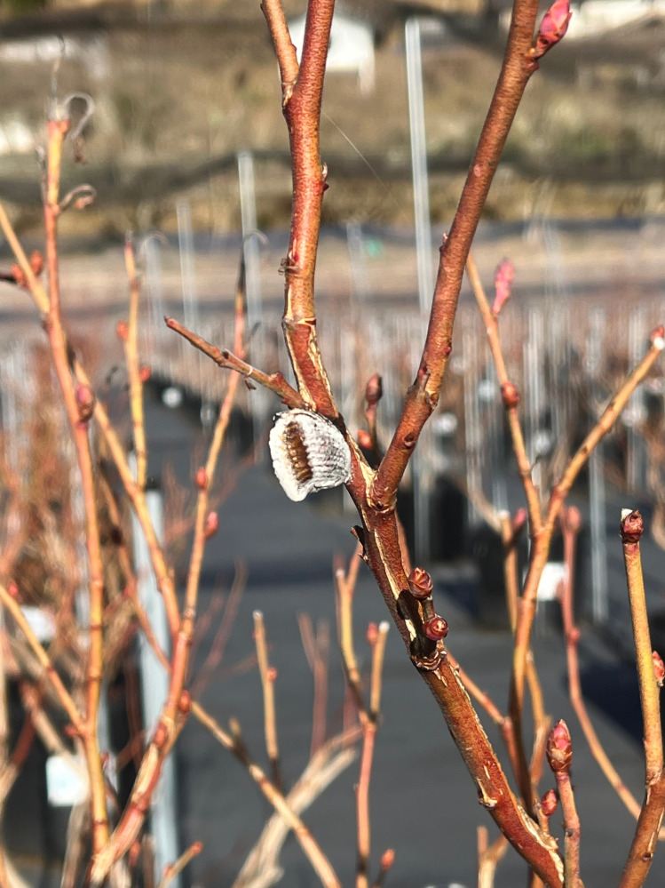 ブルーベリーの木に謎のものが付いていました。これは虫でしょうか？