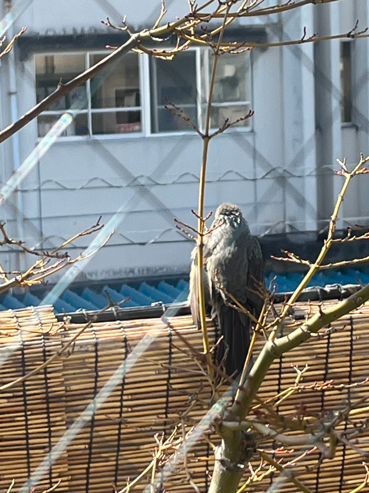 この鳥の名前を教えて下さい。宜しくお願い致します。