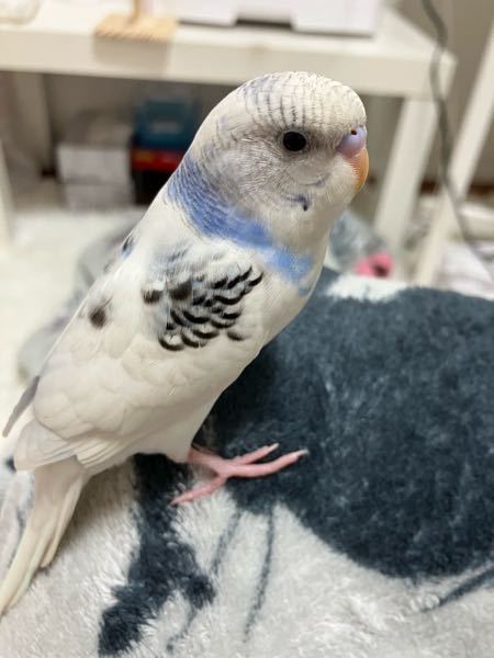 セキセイインコです。 これはなんの種類ですか？ハルクインですか？ 生後1ヶ月程です︎^_^