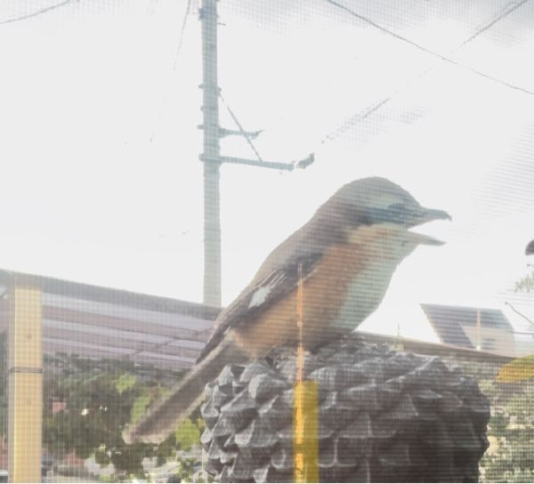 モズでしょうか？本州、市街地、野鳥と検索するとジョウビダキ、ヤマガラ、モズと出てきます。