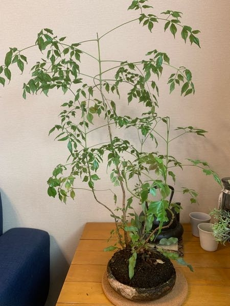 この写真の植物の事を知りたいのですが、名前や育て方など、何でもご教示ください。 上に伸びすぎて剪定の事や、器が割れていて植え替えのポイントもあると嬉しいです。