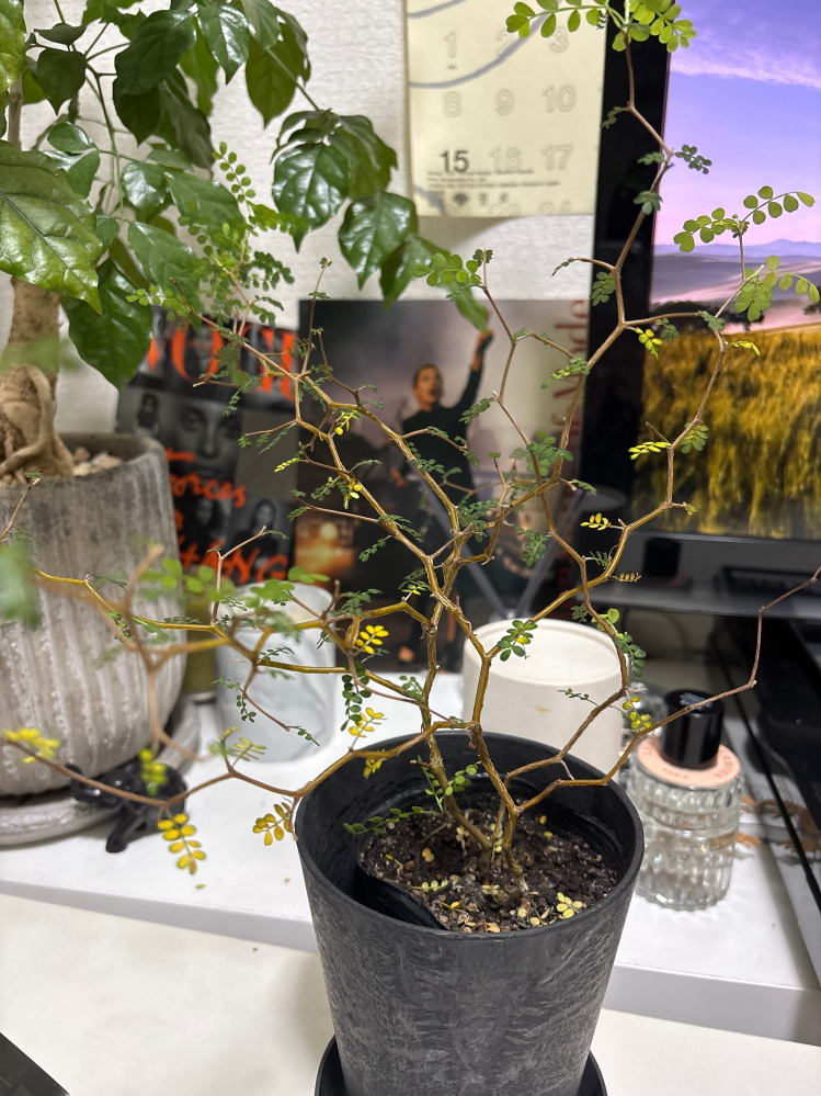 観葉植物、ソファラの葉が黄色くなって落ちます。 解決策を教えてください。 ソファラの葉がだんだん黄色くなり、落ちていきます。 このままでは全て枯れてしまいそうで不安です。 日光が当たる風通しの良い場所には置いています。 どうすればいいでしょうか。