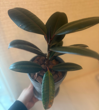 フィカスバーガンディについて質問です。一年ぐらい鉢ごと買った