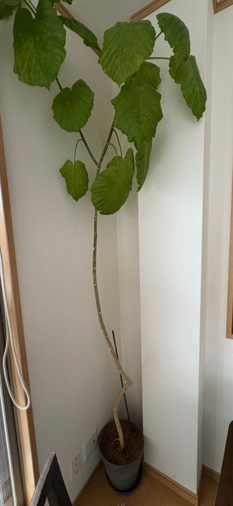 ウンベラータの剪定について質問です。4年前に90cmくらいで購入