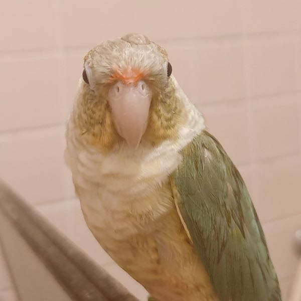 オカメインコのチークパッチが飛び火してます - 画像では解り