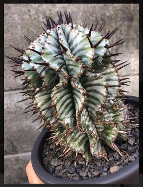 ユーフォルビアホリダ 宇田ゼブラホリダ Euphorbia horrida 'uda zebra' ユーフォルビア ホリダ（宇田