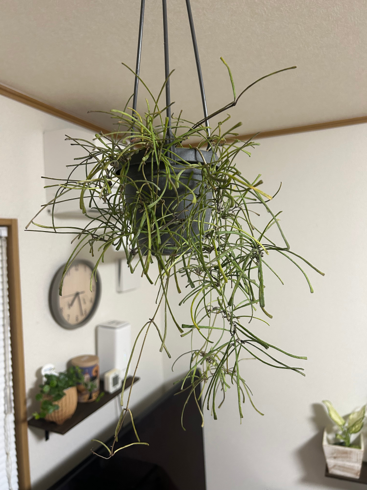 ホームセンターで観葉植物のフェニックスロベレニーに一目惚れ