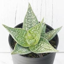 クリスマスに飾る観葉植物は星の形にこだわったりしますか？