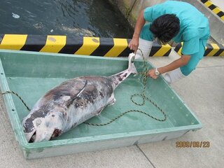 イルカが釣れたのですがどんな料理方法がありますか 塩焼きでしょうか 写 Yahoo 知恵袋