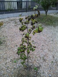 ライラックにつく害虫について教えてください 北海道東部に住んでいます Yahoo 知恵袋