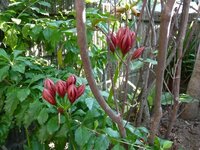 彼岸花開花から何日ぐらい咲き続けますか また枯れたらあとの花茎の処理 Yahoo 知恵袋