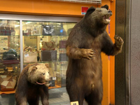 クマの剥製とかの剥製って中身は完全に何もかも出して針金と粘土