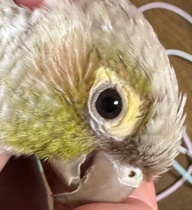 飼っている鳥の目が黄色く変色し、すこし腫れているように見えます。こ 変色鳥