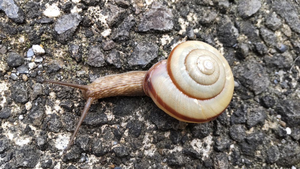 カタツムリの名前が知りたいです。 よろしくお願いします。