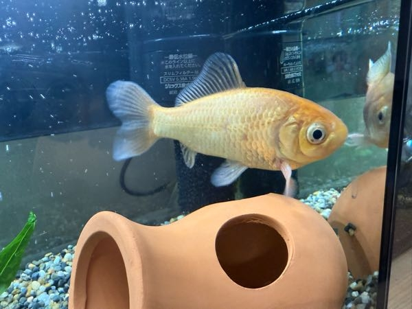 アジアアロワナヘッドダウンについて。以前伺っていた個体ですが