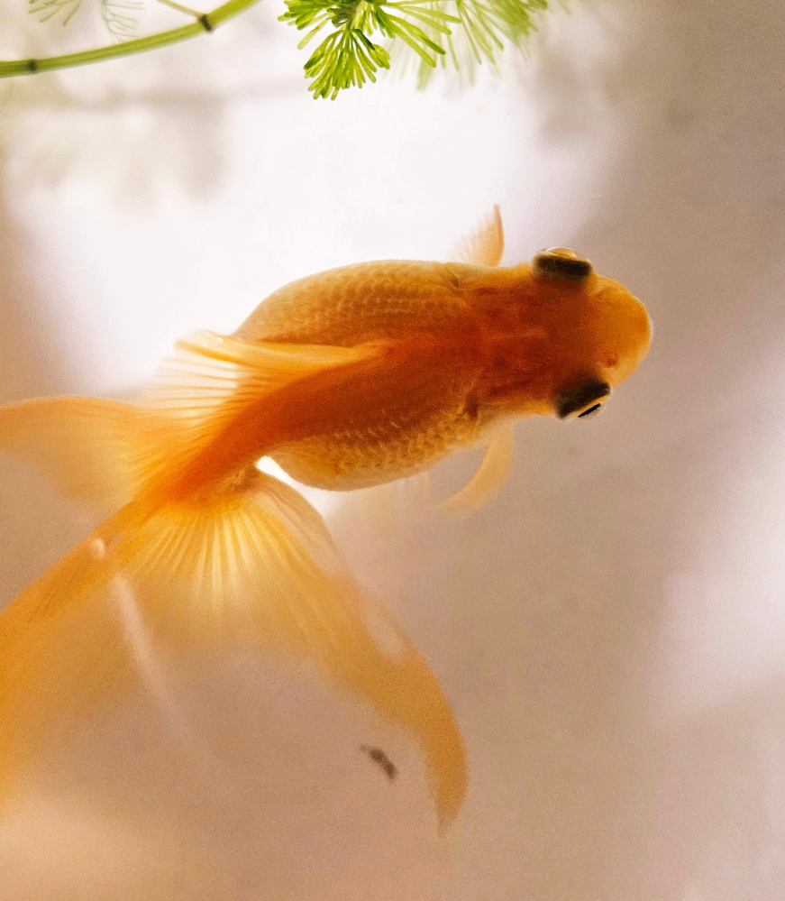 飼っている琉金（の選別モレ？）のお腹があまりに大きいので心配です。 琉金を飼うのが初めてで、飼いだしてちょうど来月で1年になります。 琉金はお腹がぷっくりしているのが特徴ではありますが、うちの子のお腹は本当に大きく、最近、この大きさが適正なのか心配になってきました。 飼育環境は１匹で飼っています。転覆病になりかけたことは2度ほどあります。 他の琉金を上からしっかりと観察したことがないので、詳しい方に写真から判断していただきたいです。 松かさ病なのかと心配もしましたが、目視で見る感じではネットで検索して出てくる画像のようにはウロコは逆立って見えませんでした。
