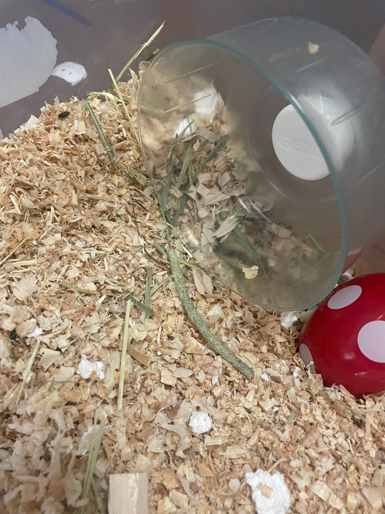 飼い始めて2週間のハムスターが。まさかの妊娠していたようで、今朝出産していました。 衣装ケースにたくさん床材をいれてかっているのですが どーやら床材を掘って、そこで出産したようです。 いまのところ2匹はちらっと見えたのですが。残りは不明です。 床材の中だと赤ちゃんが床材に埋もれてお母さんに気付いてもらえないとかありますか？ いま回し車の下あたりですごしています。 床材にティモシーもいれてるので、それでちゃんとくずれないようになってるといーのですが… とりあえず触れないので、放置してますが。 大丈夫か心配です。 赤ちゃんの鳴き声は時々聞こえますが
