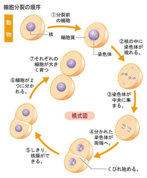 中3です。細胞分裂についての質問です。 下の模式図見て欲しいんですけど、⓷のところで核はどこへ行ったんですか？染色体に変化したんですか？分解されたんですか？核が溶けて染色体が出てきたってことですか？ わかる方がいれば詳しく教えて欲しいです。