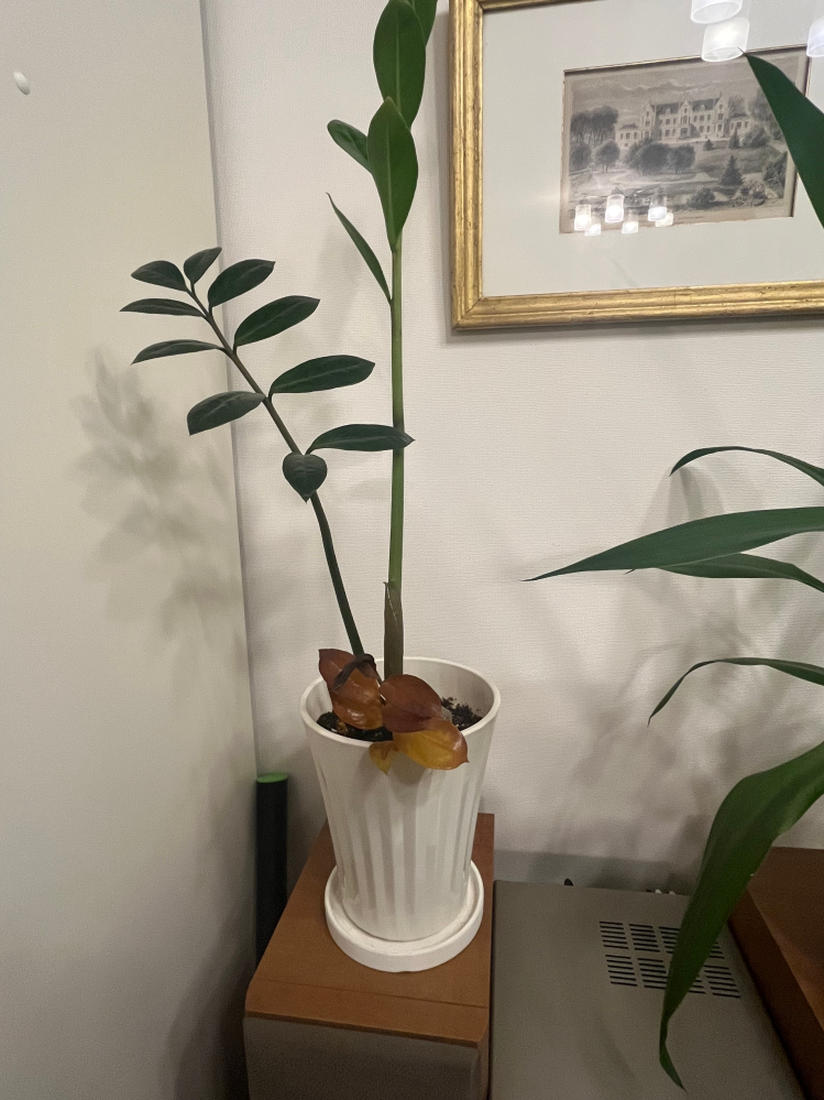こんにちは。今観葉植物のザミオクルカスと言うのを育てるのですが、新