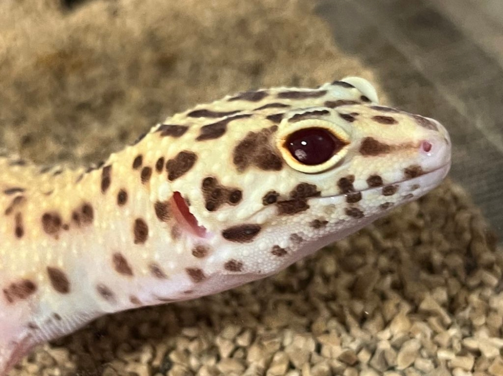 レオパ ヒョウモントカゲモドキの目について 2週間ほど前に、レオパのレーダーの子を初めてお迎えしました。 本日餌をあげていたところ、右目のみ一部白い部分があることに気づきました。(画像左下あたり) 写真を見返したところお迎え初日からあるようです。 これは目自体の模様なのか、それともゴミや角膜炎の類のものなのかわからず悩んでいます。 写真だけではわかりにくい、また病院へ連れて行くのが一番だということは承知しておりますが、詳しい方がいたら教えていただきたいです。