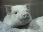 北海道苫小牧の銘菓「よいとまけ」は日本一食べにくいお菓子とされますが、 https://yoitomake.jp/item/haskap_m/yoitomake/ . ＊世界一食べにくいお菓子は何でしょうか aozora