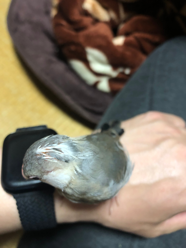 桜文鳥の替羽について 写真は桜文鳥の若鳥の後頭部なのですが、筆毛の存在から羽が生え変わるのは分かるのですが、筆毛は白いです。 これから黒い羽に変わるのでしょうか？ よろしくお願いします。
