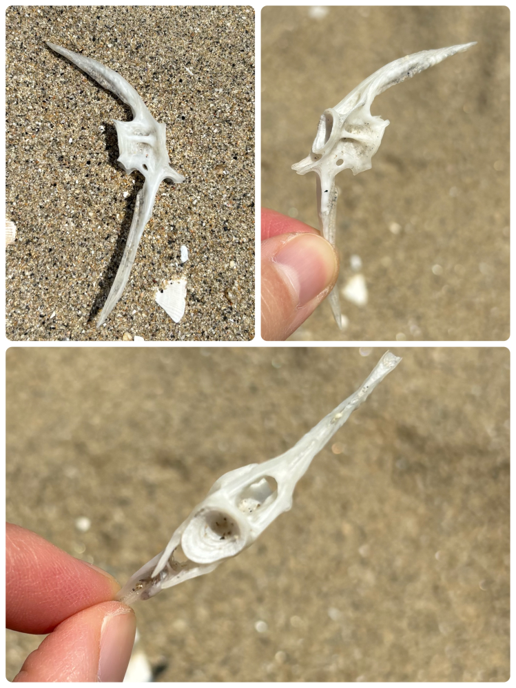 岡山県笠岡市の砂浜で見つけました。 何の骨だと思われますか？ 魚なのか、貝なのか、哺乳類なのか、、、 chat GPTではエイと言われたりトビウオと言われたり、答えが色々変わります(＞人＜;)