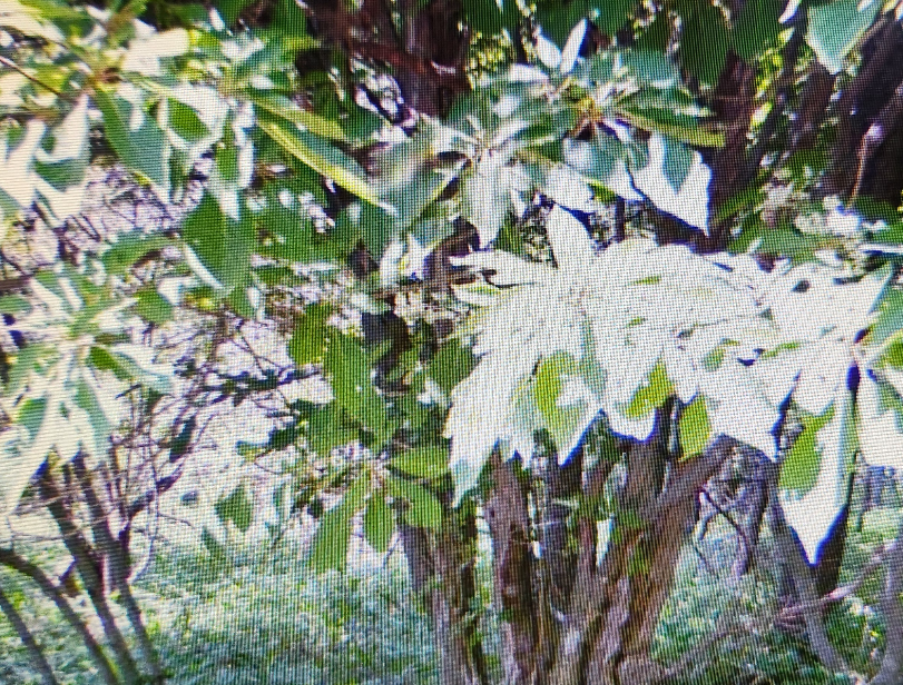 裸地と荒原の違いは何ですか？裸地は何も生育できないが、荒原は地衣... - Yahoo!知恵袋