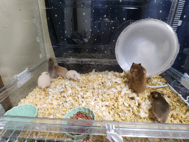 ハムスターについて質問です!! 4月9日に産まれて現在、生後21日の 赤ちゃん5匹とママハムが一緒に 生活してるんですが ベビハムがどれくらいになったら 床材の掃除していいんでしょうか？