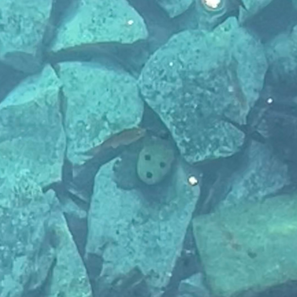 この前、海底にある物を見つけました。 顔？お面？のように見えますが、 これが何かわかる方いらっしゃいますか？