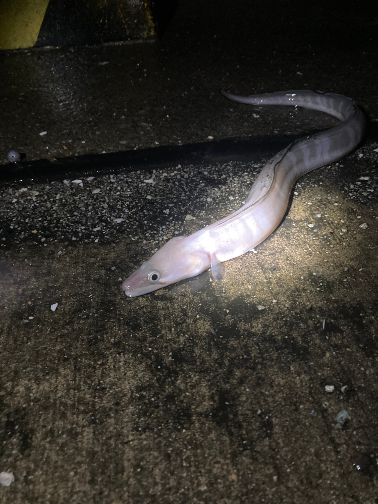 この魚は食べれますか？ 以前もこちらで質問させてもらったのですが、いまだにハモかウツボかわかりません。