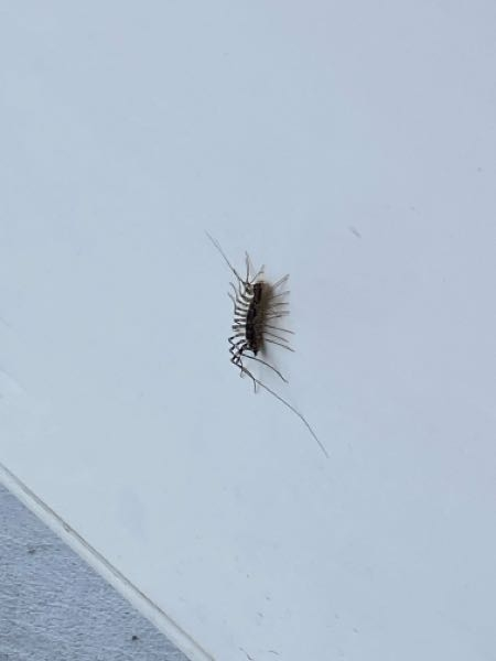 朝から玄関の扉に見たこともない気持ち悪い虫？がいました。これは毒やこちらへ被害はありますか？ なんの虫ですか？対処法お願いします！ はちやムカデ用のスプレーがありそれをかけて水をかけましたがまだいます……