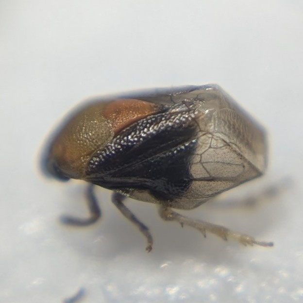 この虫は何ですか？ 生きてるときはもう少し明るい黄色でした。 全長2mmくらいです。