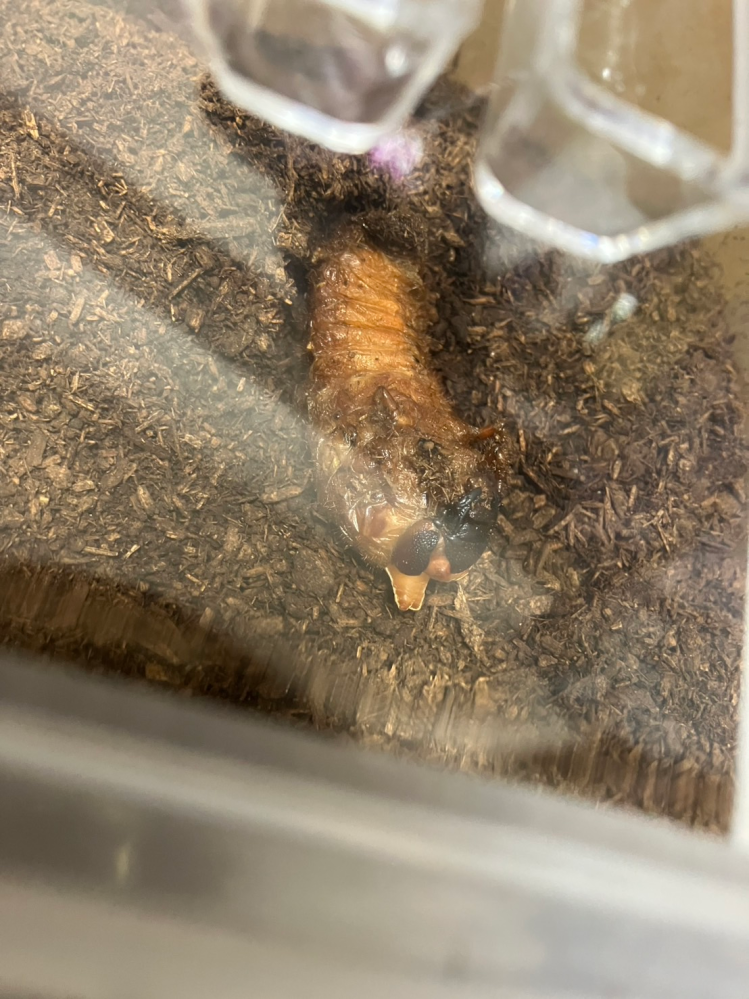 カブト虫の育成初心者です。 もうすぐサナギになりそうですが、土の上でサナギになりそうです。 朝から動きが止まっていますが、触るとウネウネします。 下記質問です。 1、弱っているのでしょうか？ 2、サナギ人工キッドみまいなものは購入済ですが、今の状態で移すか、サナギになってから移すかどちらがよいのでしょうか？ 残り1匹となってしまいなんとか成虫まで育ってもらいたく、教えて下さい。