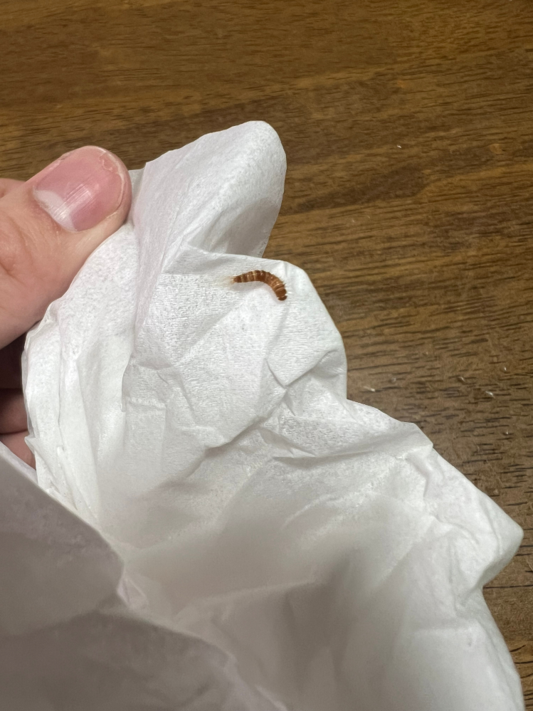 台所のシンクの水切りカゴにいました。物凄く小さいです(1cmも無い)。これはなんという虫でしょうか？