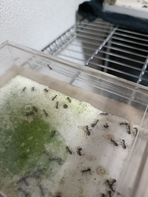 アリ飼育について 我が家で飼っているクロオオアリの女王が、先日亡くなってしまいました。「もうこのコロニーはだめかな」なんて思っていたのですが、女王が亡くなった2〜3週間後くらいの今日、巣の中を見てみると明らかに他の幼虫よりも大きい幼虫が数匹見られました(画像) 幼虫がどこから生まれたのか、この状態から復活するのかはわかりませんが、私はこの幼虫は新女王になると考えています。 このコロニーがこれから復活する可能性はありますか？ またこの幼虫はどこから生まれたのでしょうか？ ↓画像です。見えにくくてすみません。
