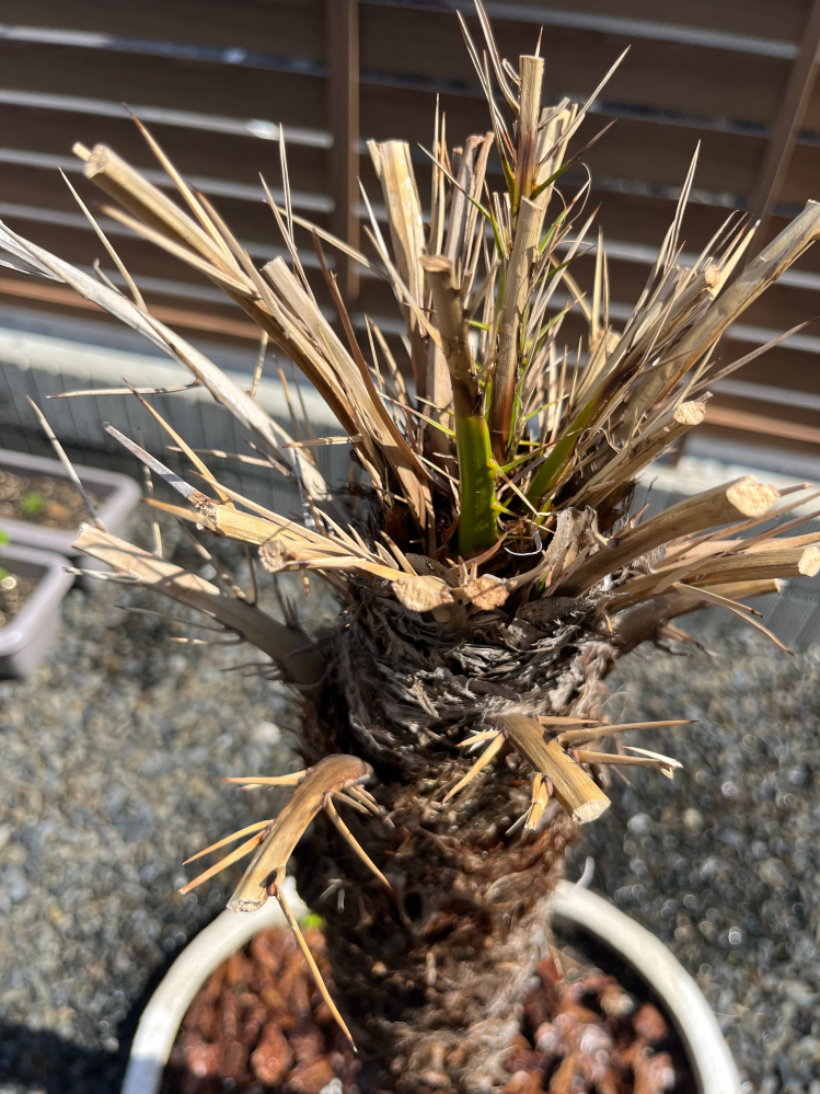 フェニックスロベレニー再び冬越し失敗しました、、、真ん中が抜けて