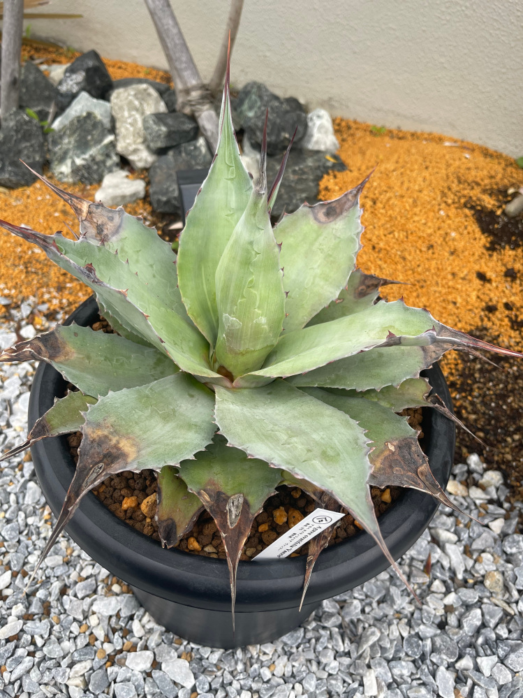 アガベオバティフォリアバンジーについて質問です。先日植物園から購入