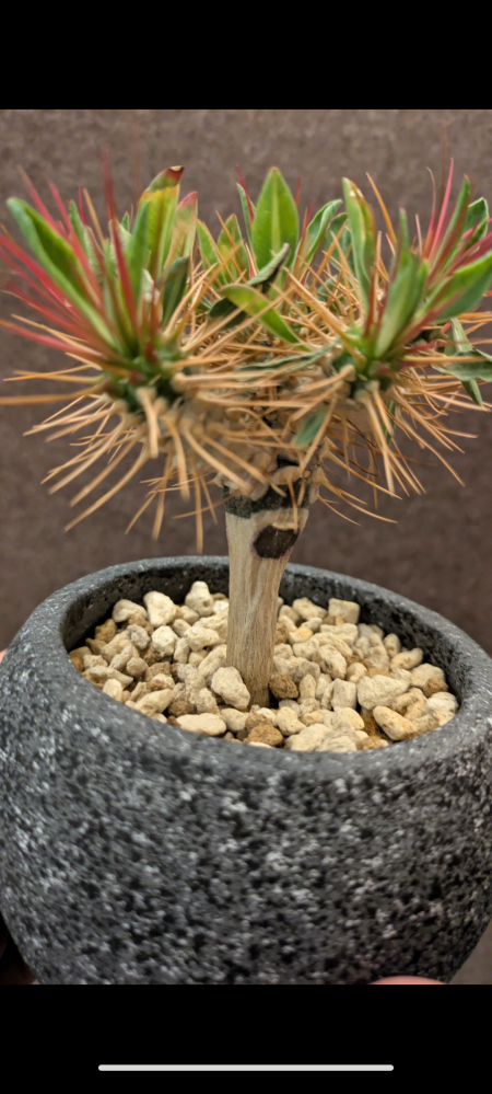 ギラウミニアナ　発根済み サボテンオークション日本